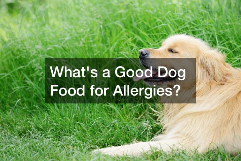 Whats A Good Dog Food For Allergies Bright Healthcare
