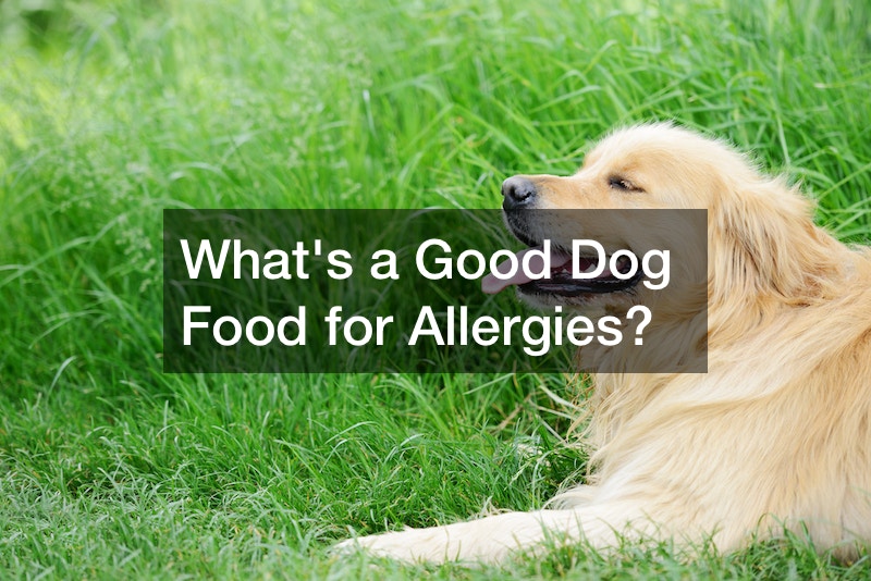 whats-a-good-dog-food-for-allergies-bright-healthcare